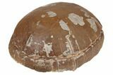 Inflated Fossil Tortoise (Stylemys) - South Dakota #192143-5